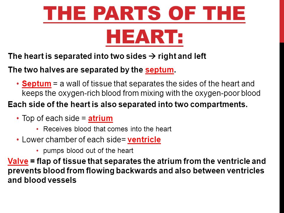 THE PARTS OF THE HEART: The heart is separated into two sides  right and left The two halves are separated by the septum.