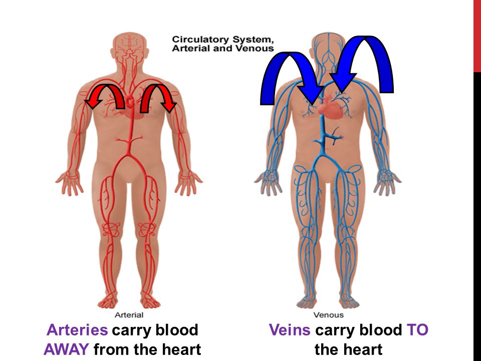 Arteries carry blood AWAY from the heart Veins carry blood TO the heart