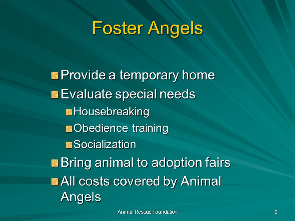 Animal Rescue Foundation 8 More Ways to Help.