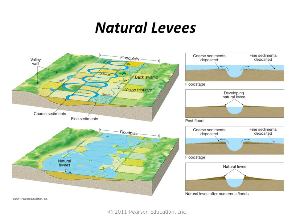 © 2011 Pearson Education, Inc. Natural Levees