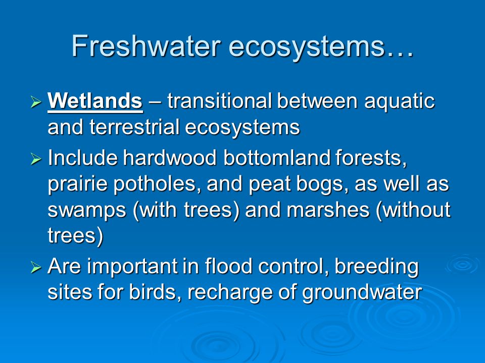 Freshwater ecosystems…  Wetlands – transitional between aquatic and terrestrial ecosystems  Include hardwood bottomland forests, prairie potholes, and peat bogs, as well as swamps (with trees) and marshes (without trees)  Are important in flood control, breeding sites for birds, recharge of groundwater