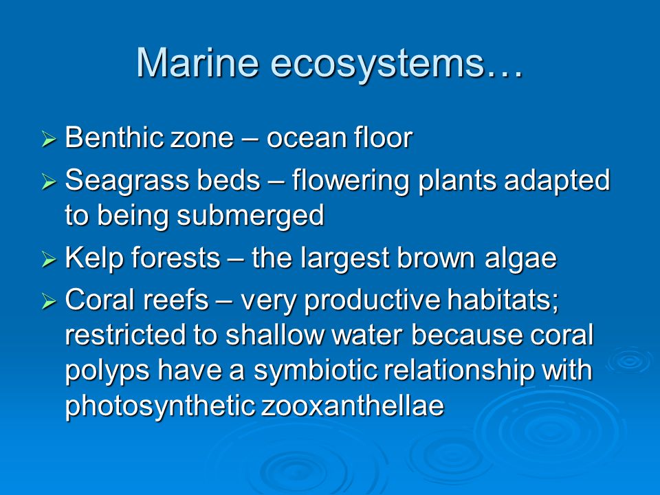 Marine ecosystems…  Benthic zone – ocean floor  Seagrass beds – flowering plants adapted to being submerged  Kelp forests – the largest brown algae  Coral reefs – very productive habitats; restricted to shallow water because coral polyps have a symbiotic relationship with photosynthetic zooxanthellae