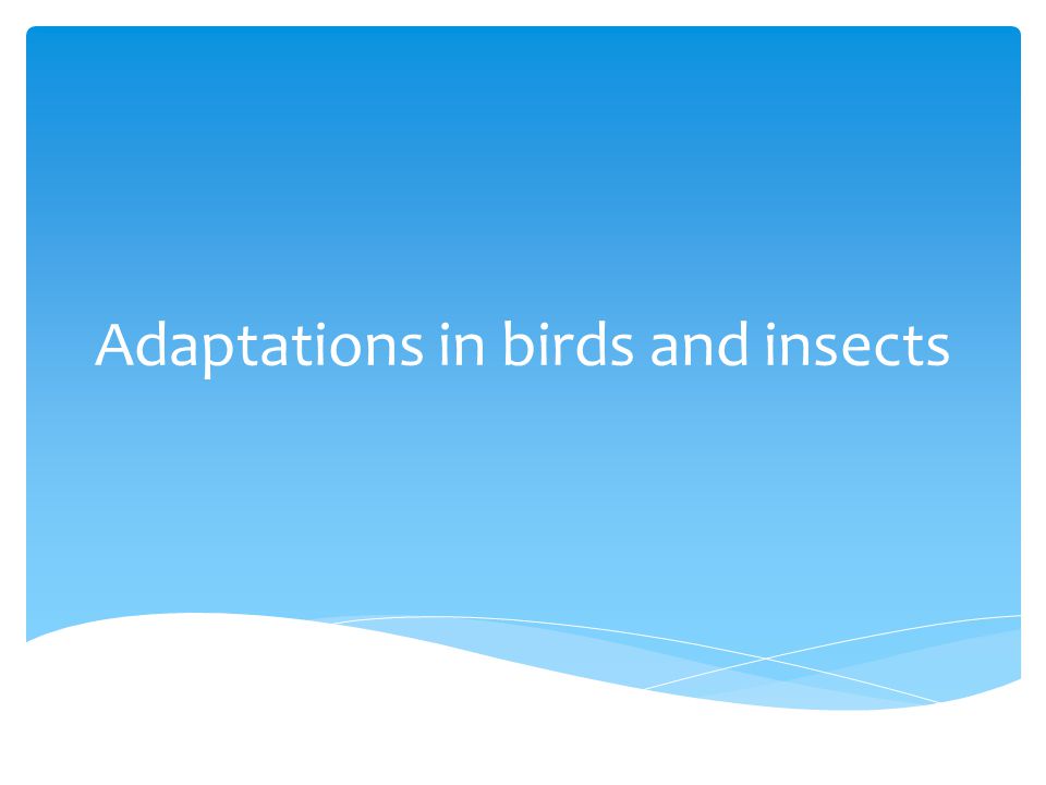 Adaptations in birds and insects