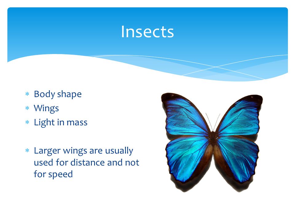 Insects  Body shape  Wings  Light in mass  Larger wings are usually used for distance and not for speed
