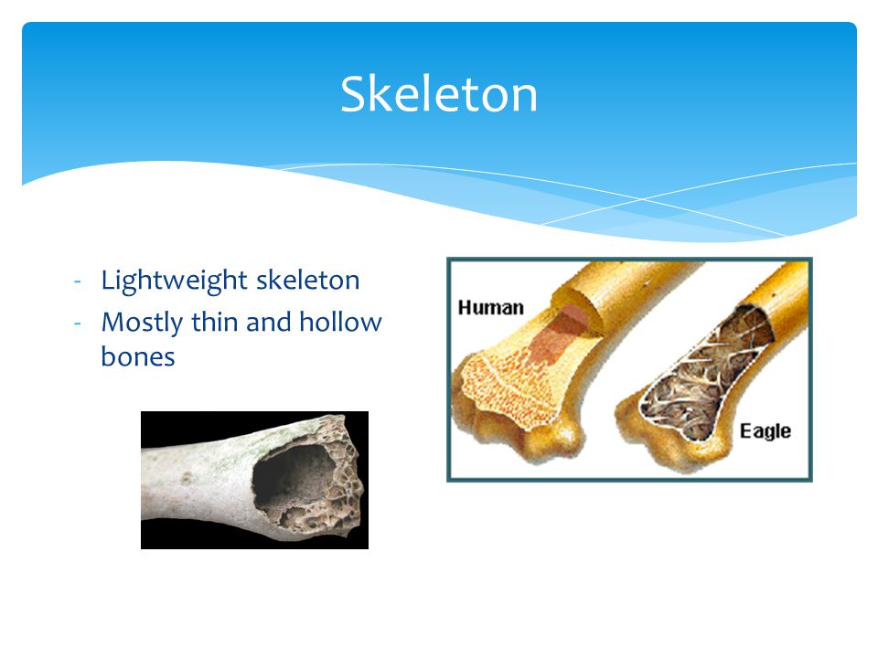 Skeleton -Lightweight skeleton -Mostly thin and hollow bones