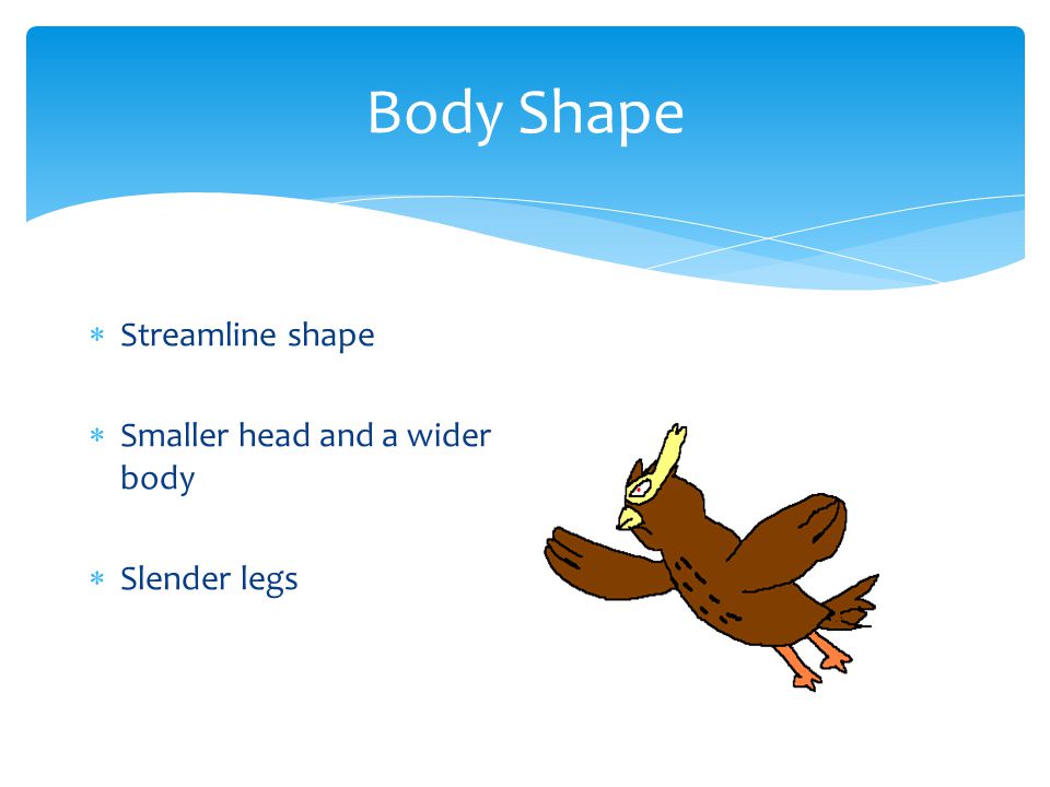 Body Shape  Streamline shape  Smaller head and a wider body  Slender legs