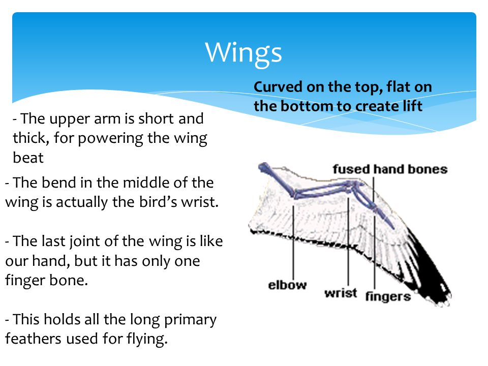 Wings - The upper arm is short and thick, for powering the wing beat - The bend in the middle of the wing is actually the bird’s wrist.