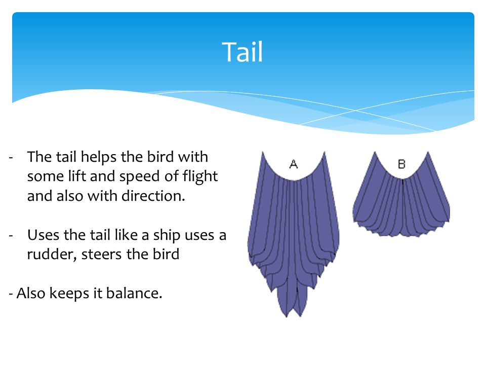Tail -The tail helps the bird with some lift and speed of flight and also with direction.