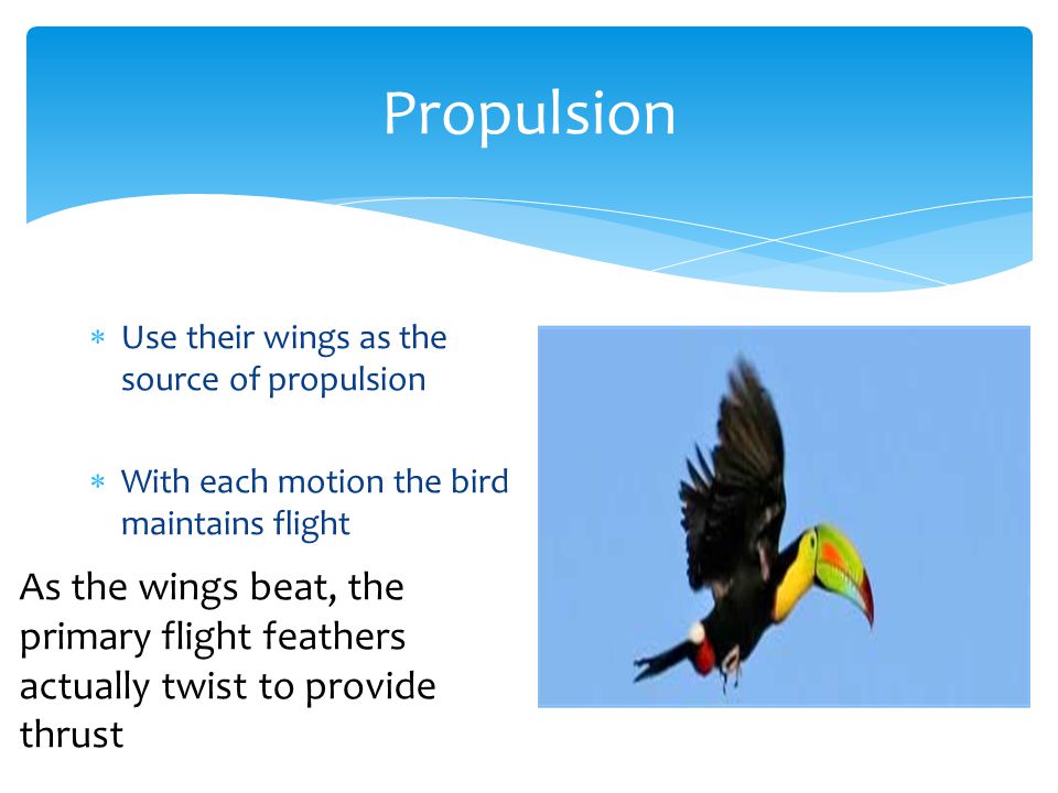 Propulsion  Use their wings as the source of propulsion  With each motion the bird maintains flight As the wings beat, the primary flight feathers actually twist to provide thrust