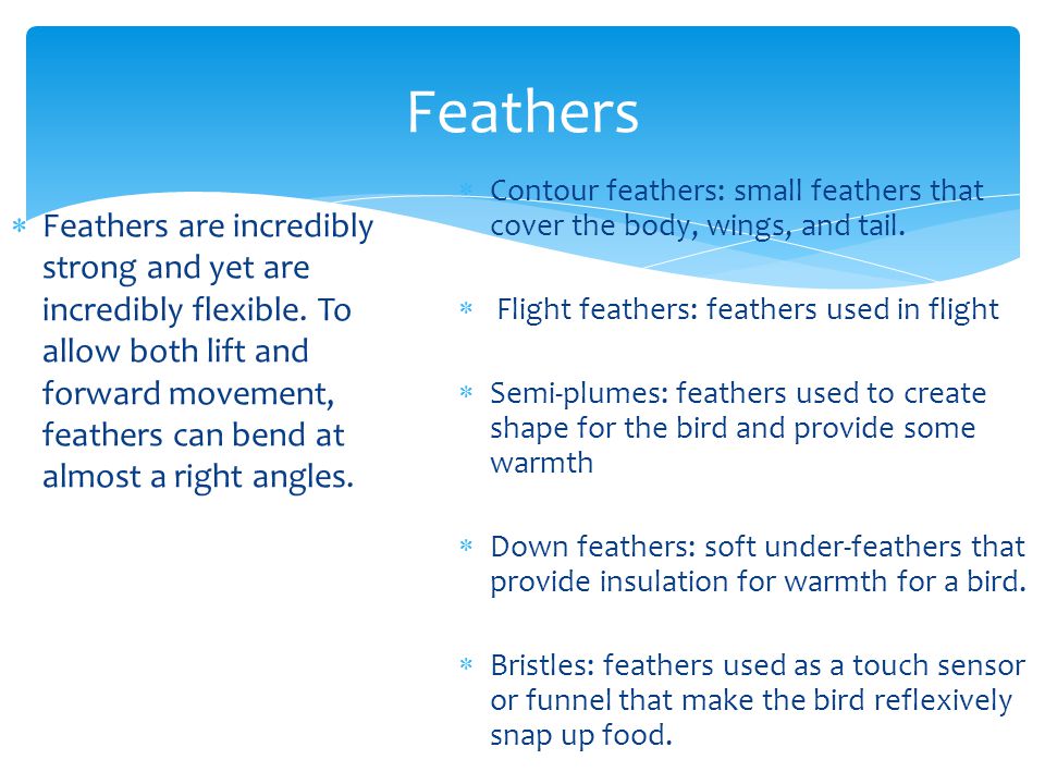Feathers  Feathers are incredibly strong and yet are incredibly flexible.