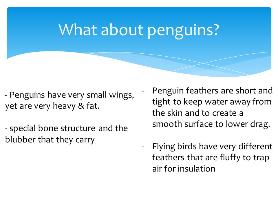 What about penguins. - Penguins have very small wings, yet are very heavy & fat.
