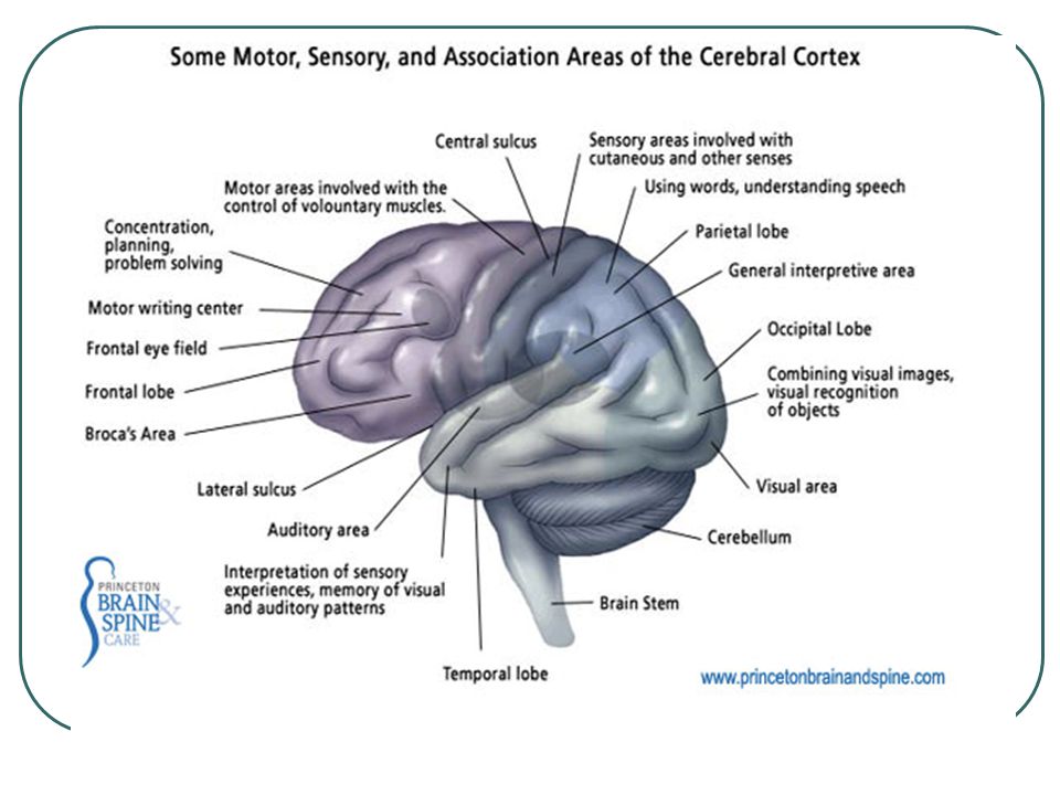 Speech brain. Areas of the cerebral Cortex. Sensory areas of the cerebral Cortex. Brain Sensory Cortex and occipital Lobe. Головной мозг лошади анатомия.