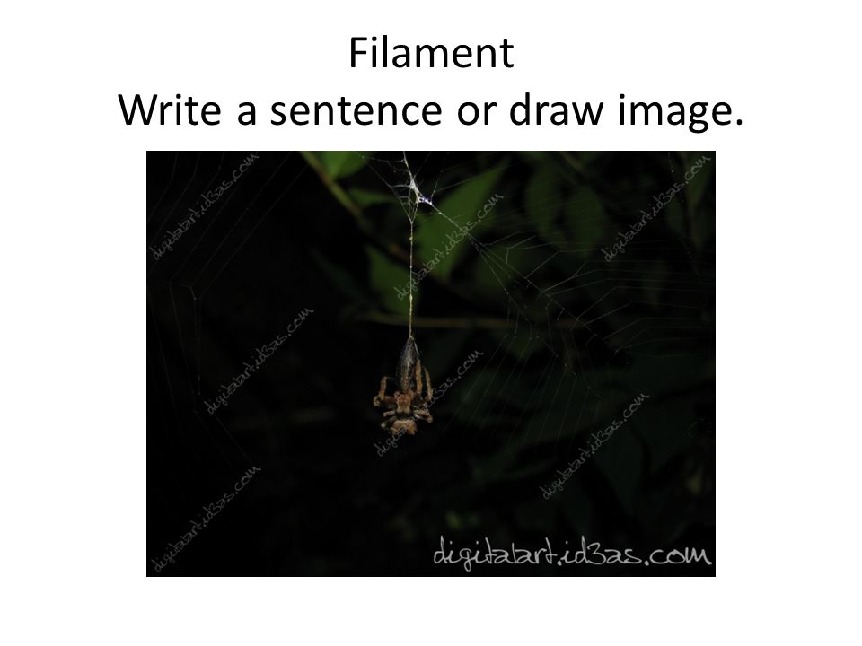 Filament Write a sentence or draw image.
