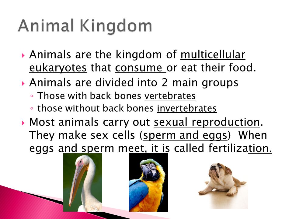 Chapter 14.  Animals are the kingdom of multicellular eukaryotes that  consume or eat their food.  Animals are divided into 2 main groups ◦ Those  with. - ppt download