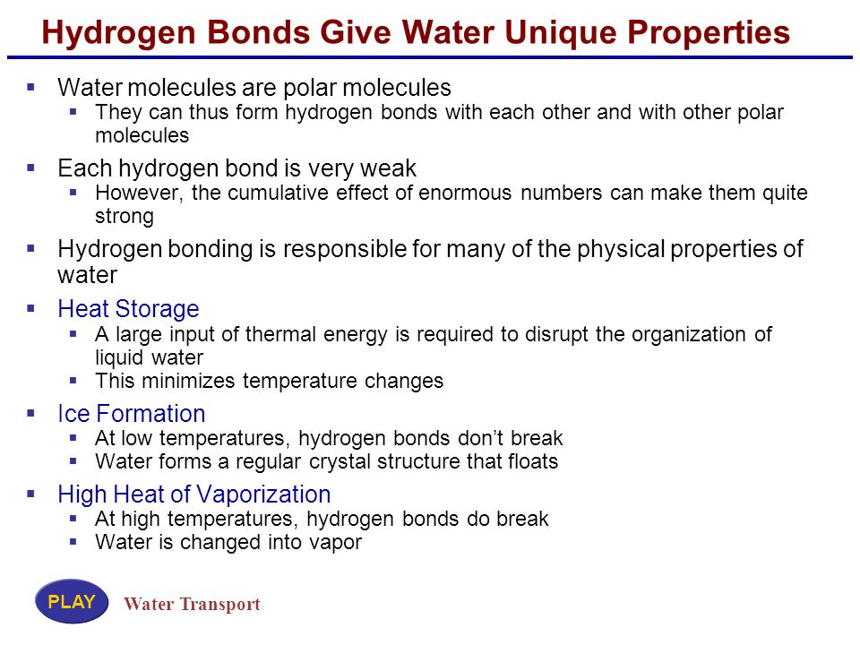 Hydrogen Bonds Give Water Unique Properties  Water molecules are polar molecules  They can thus form hydrogen bonds with each other and with other polar molecules  Each hydrogen bond is very weak  However, the cumulative effect of enormous numbers can make them quite strong  Hydrogen bonding is responsible for many of the physical properties of water  Heat Storage  A large input of thermal energy is required to disrupt the organization of liquid water  This minimizes temperature changes  Ice Formation  At low temperatures, hydrogen bonds don’t break  Water forms a regular crystal structure that floats  High Heat of Vaporization  At high temperatures, hydrogen bonds do break  Water is changed into vapor Water Transport PLAY