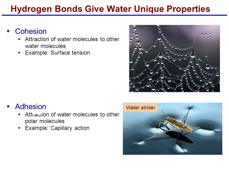 Hydrogen Bonds Give Water Unique Properties  Cohesion  Attraction of water molecules to other water molecules  Example: Surface tension  Adhesion  Attraction of water molecules to other polar molecules  Example: Capillary action Water strider