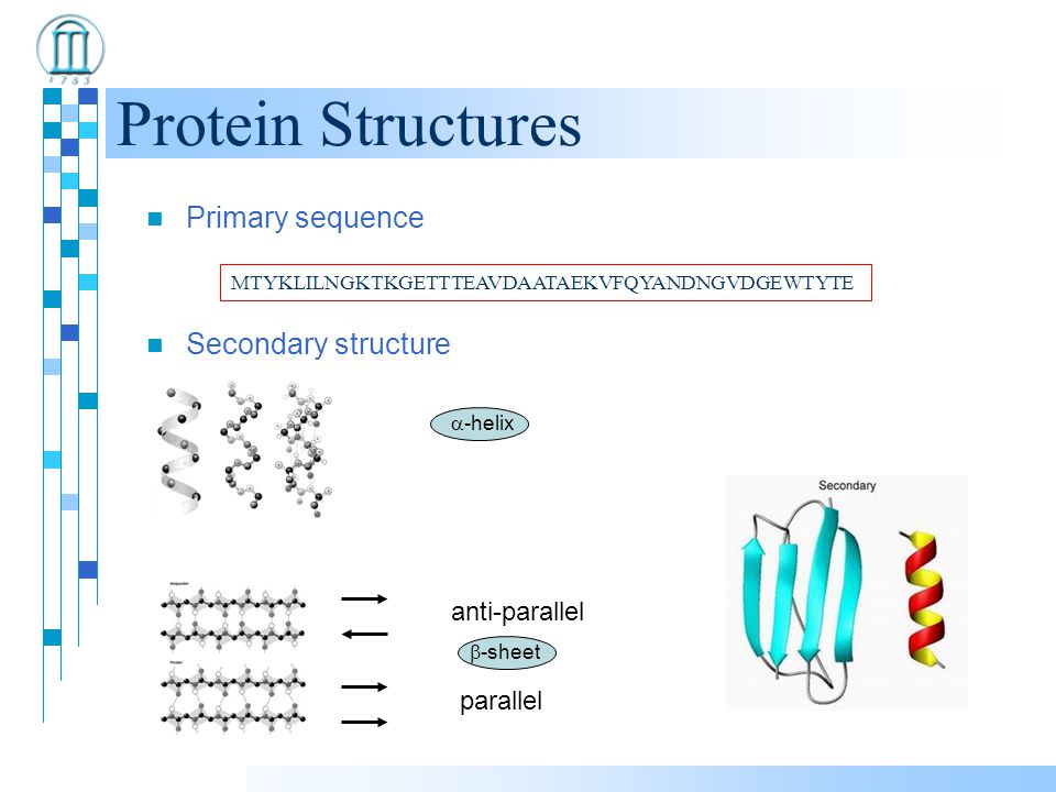 Protein Structures Primary sequence Secondary structure MTYKLILNGKTKGETTTEAVDAATAEKVFQYANDNGVDGEWTYTE  -helix  -sheet anti-parallel parallel