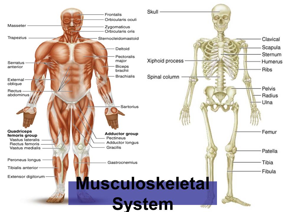 Bones and muscles. Musculoskeletal System. Мышечная система человека фон. Костная система спортсмена. Musculoskeletal System на русском.