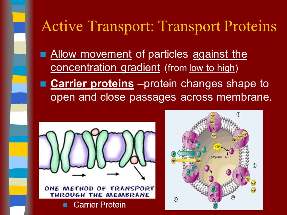 Cellular Transport Cellular Transport [2] Active transport – energy is needed to move particles across the membrane (from low to high concentration).