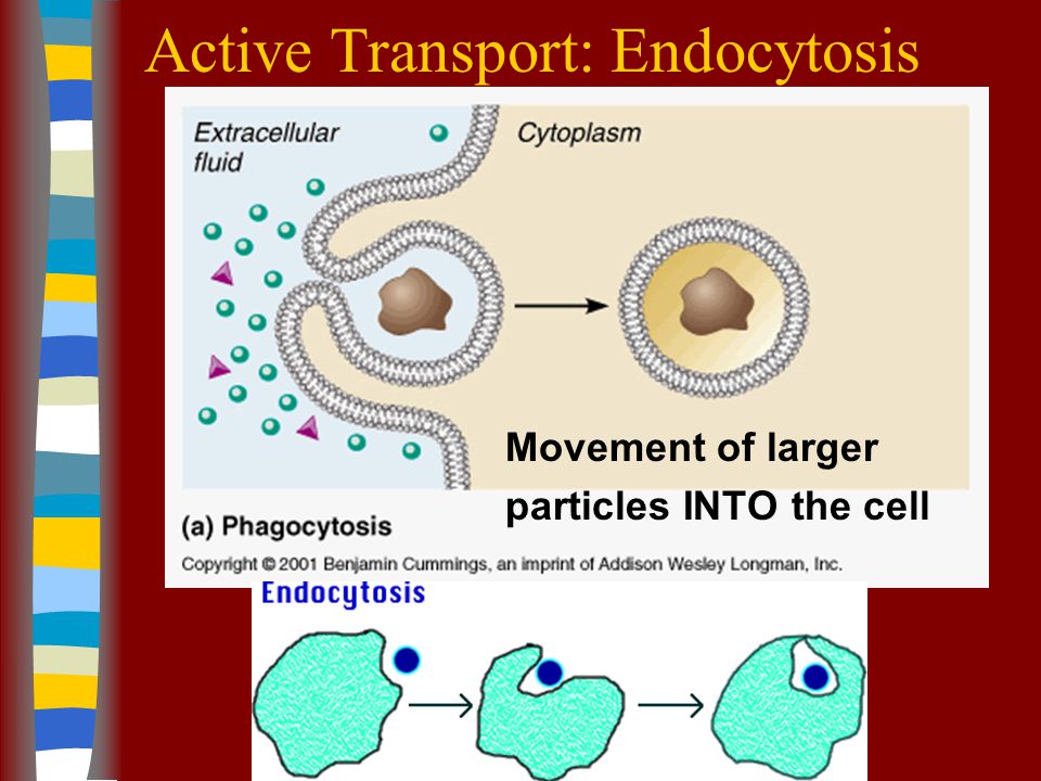 Active Transport: Transport Proteins Allow movement of particles against the concentration gradient (from low to high) Carrier proteins –protein changes shape to open and close passages across membrane.