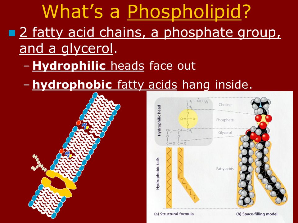 Structure of the Cell Membrane Phospholipid bilayer – two sheets of phospholipids.
