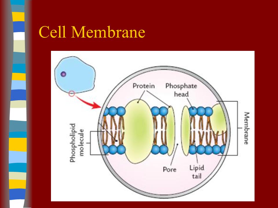 Fluid Mosaic Model The parts of the cell membrane form a fluid that can move more or less freely.