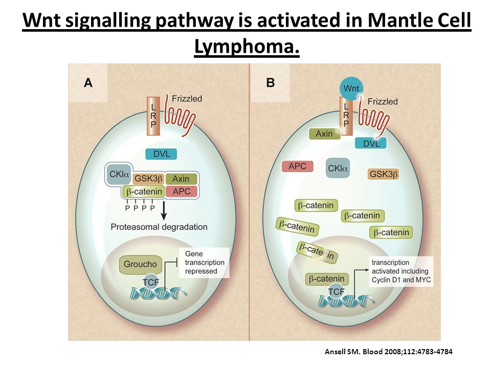 Wnt signalling pathway is activated in Mantle Cell Lymphoma. Ansell SM. Blood 2008;112: