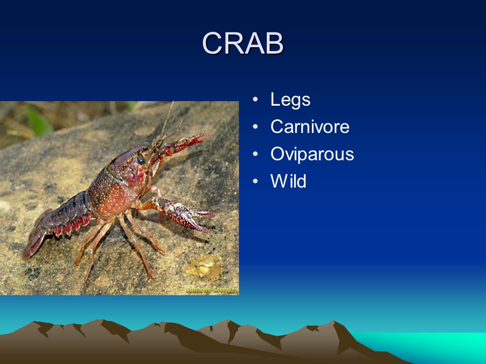 CRAB Legs Carnivore Oviparous Wild