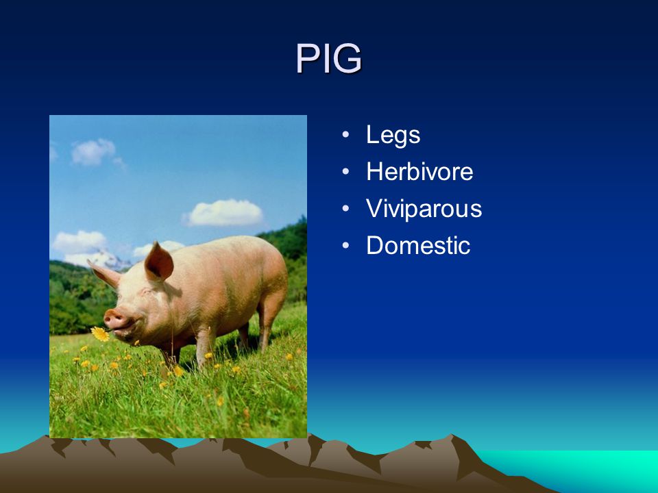 PIG Legs Herbivore Viviparous Domestic