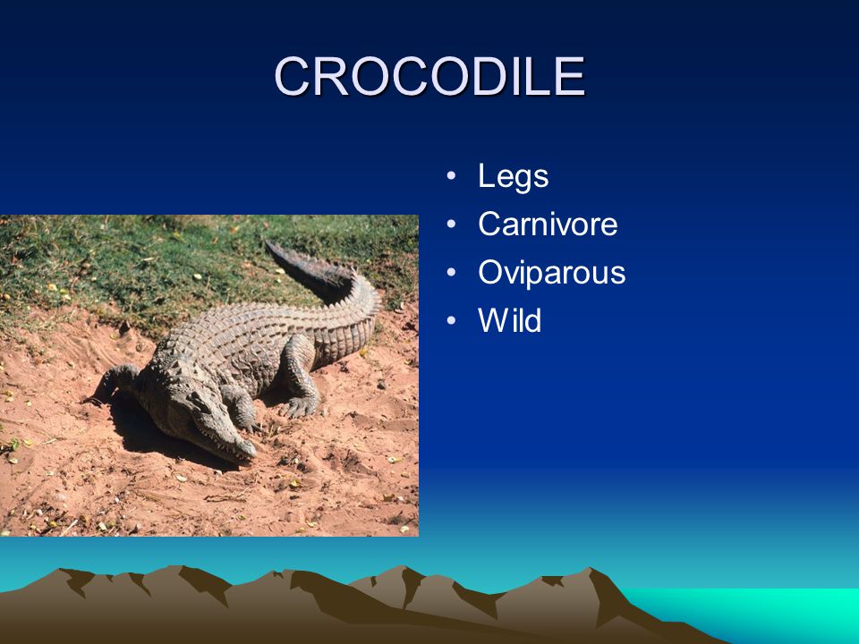 CROCODILE Legs Carnivore Oviparous Wild