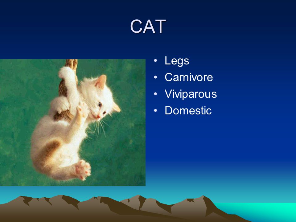 CAT Legs Carnivore Viviparous Domestic