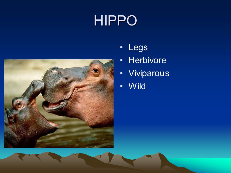 HIPPO Legs Herbivore Viviparous Wild