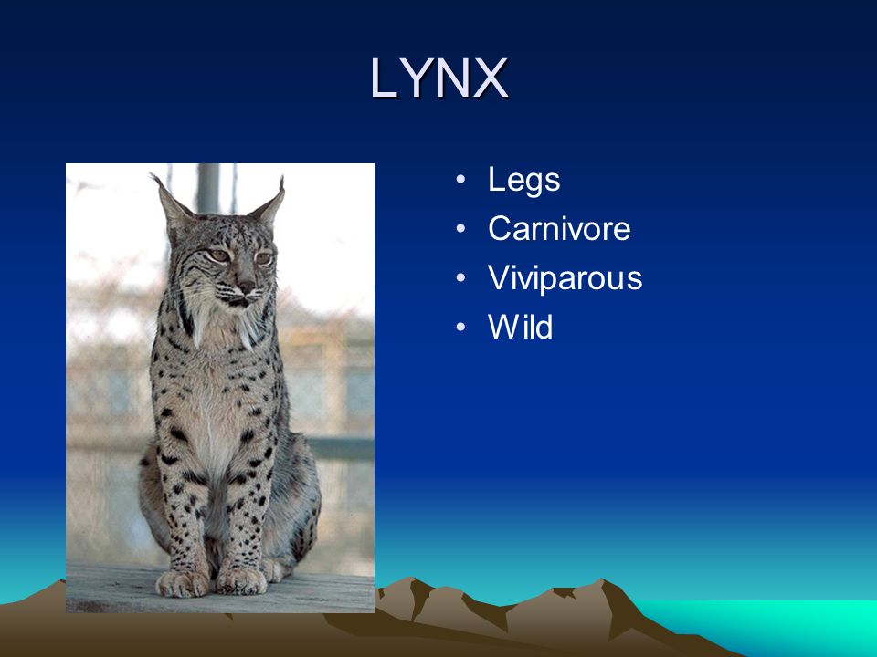 LYNX Legs Carnivore Viviparous Wild