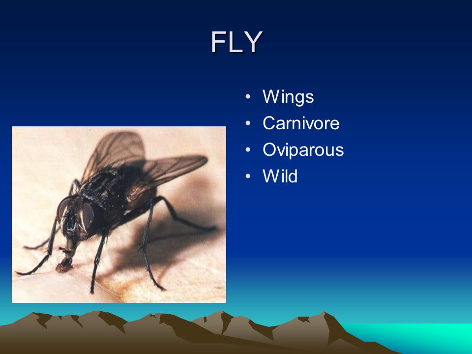 FLY Wings Carnivore Oviparous Wild