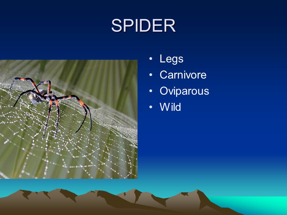SPIDER Legs Carnivore Oviparous Wild