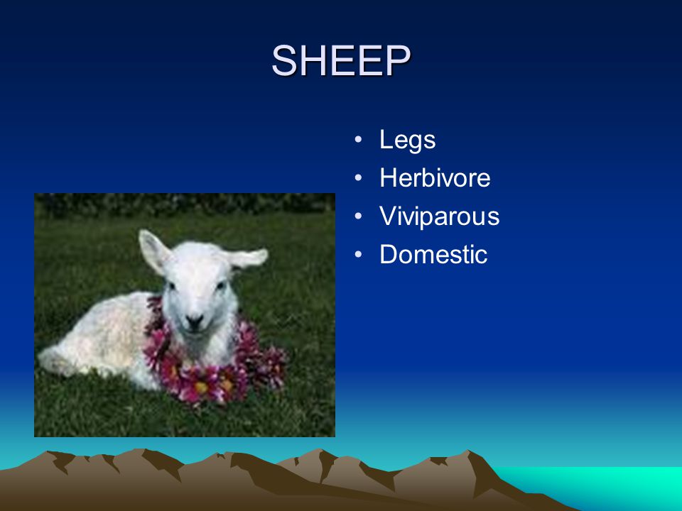 SHEEP Legs Herbivore Viviparous Domestic