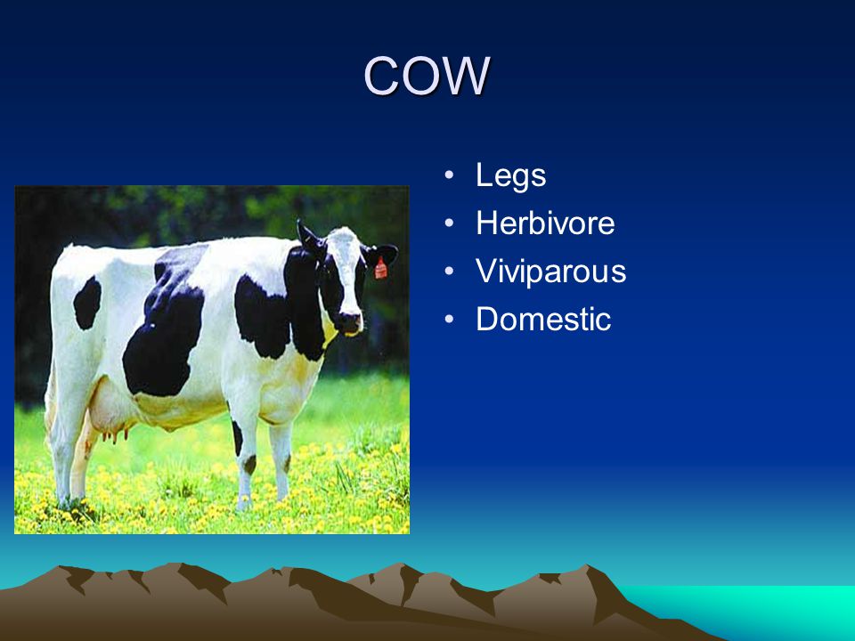 COW Legs Herbivore Viviparous Domestic