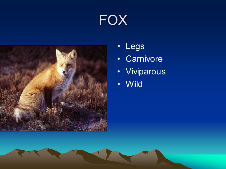 FOX Legs Carnivore Viviparous Wild