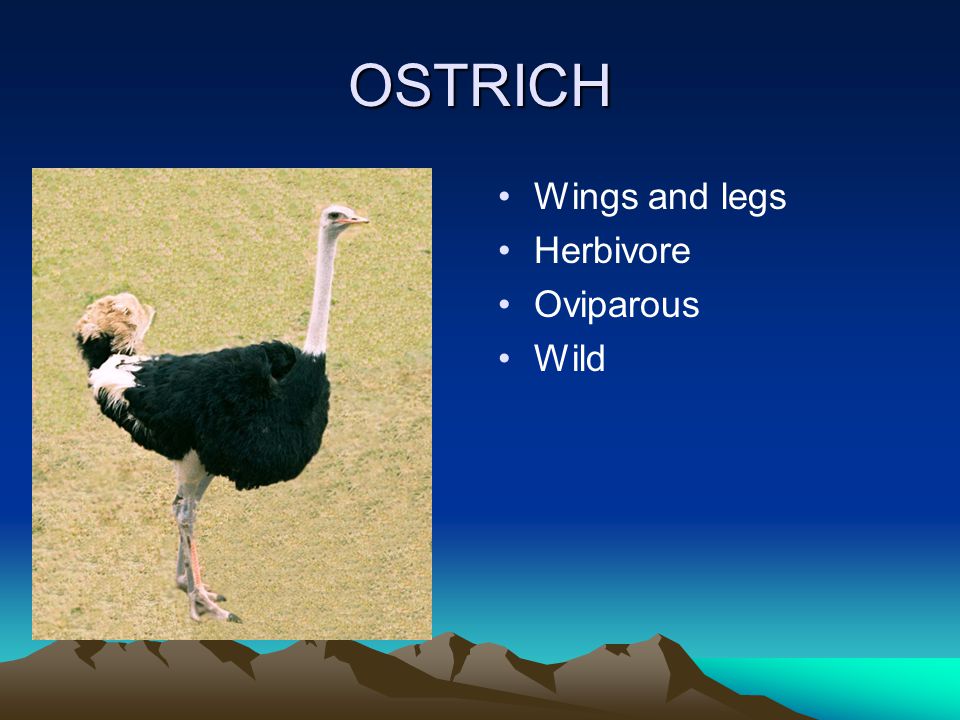 OSTRICH Wings and legs Herbivore Oviparous Wild