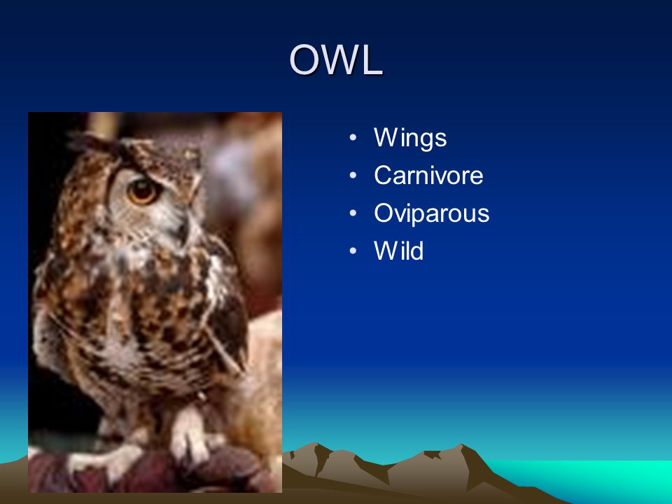 OWL Wings Carnivore Oviparous Wild