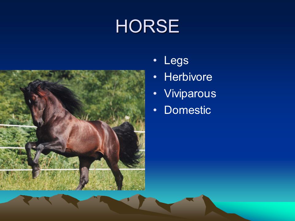 HORSE Legs Herbivore Viviparous Domestic