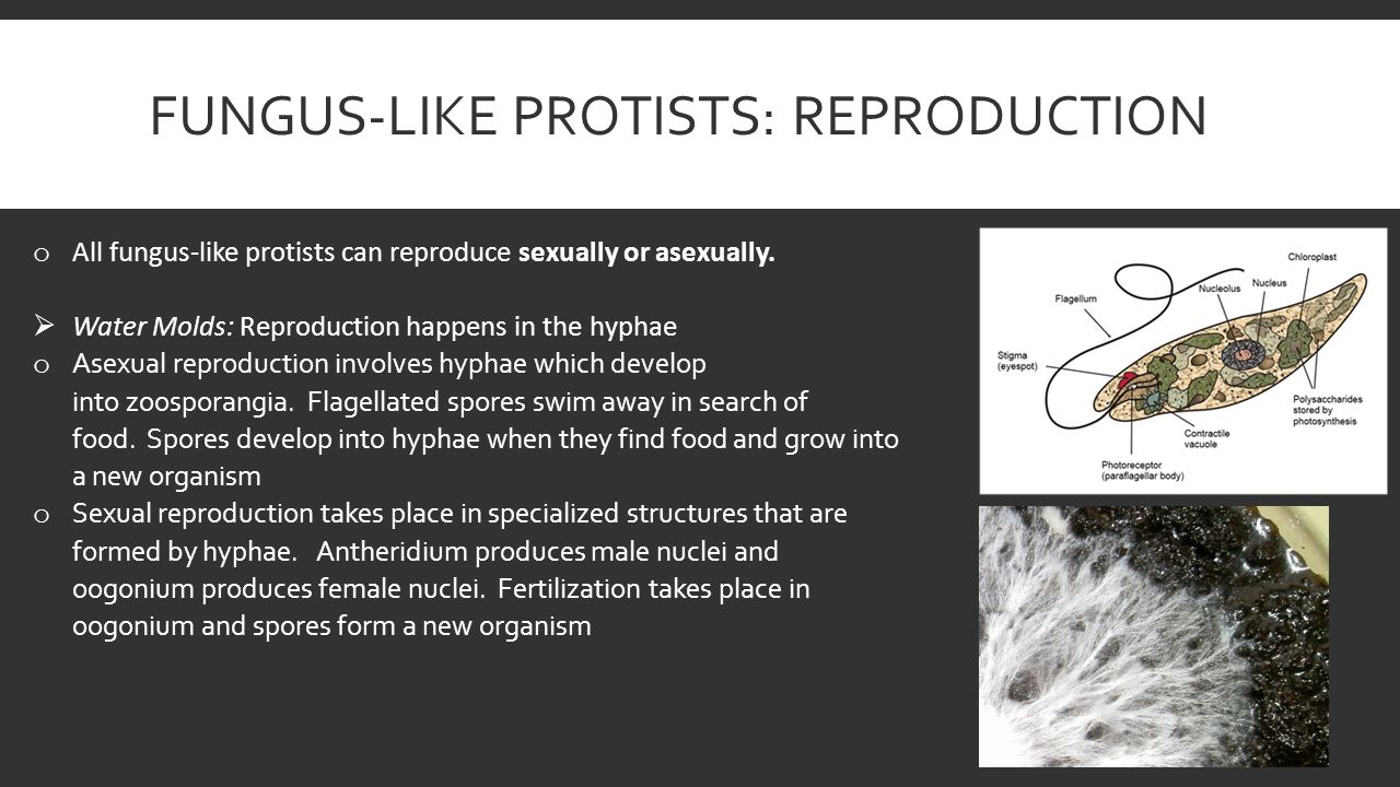 Adult text chat jobs Does protists reproduce sexually or asexually