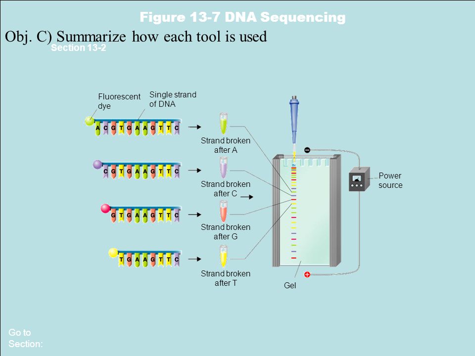 13.1 Ecologists Study Relationships Fluorescent dye Single strand of DNA Strand broken after A Strand broken after C Strand broken after G Strand broken after T Power source Gel Section 13-2 Figure 13-7 DNA Sequencing Go to Section: Obj.