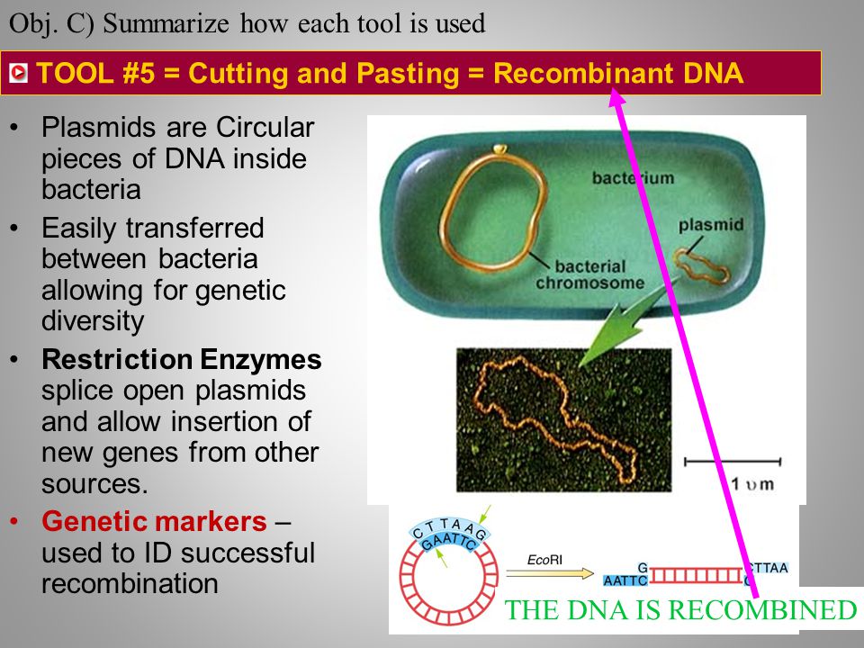 TOOL #5 = Cutting and Pasting = Recombinant DNA Plasmids are Circular pieces of DNA inside bacteria Easily transferred between bacteria allowing for genetic diversity Restriction Enzymes splice open plasmids and allow insertion of new genes from other sources.