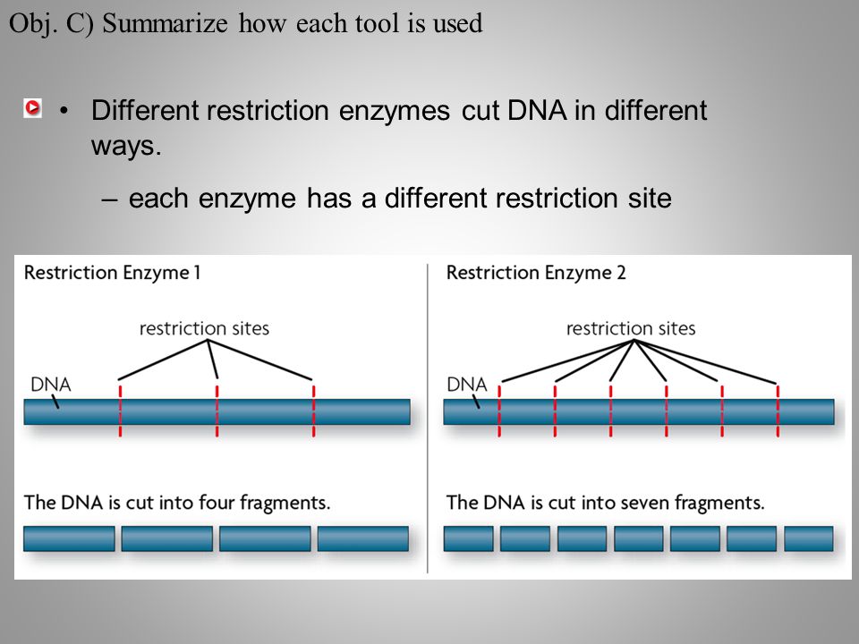 Different restriction enzymes cut DNA in different ways.