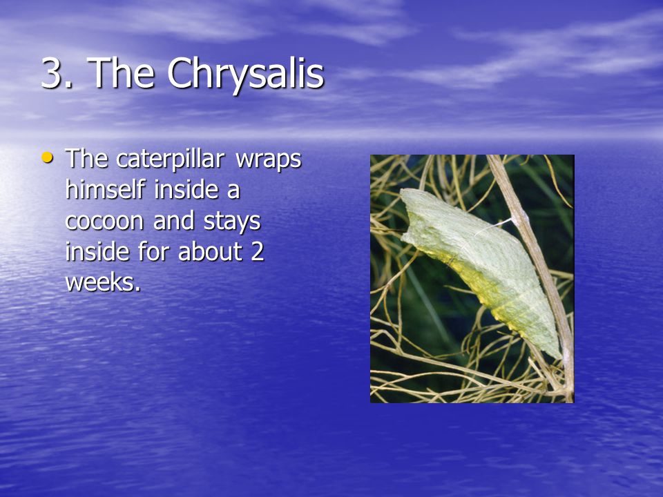 2. Caterpillar Out of the egg hatches a tiny caterpillar.