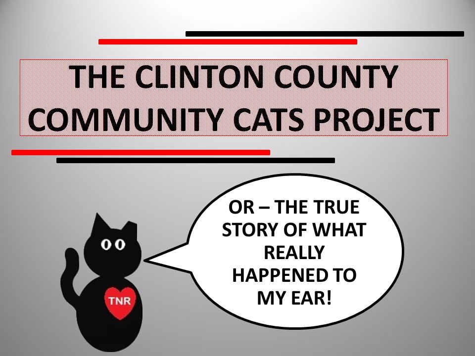 THE CLINTON COUNTY COMMUNITY CATS PROJECT OR – THE TRUE STORY OF WHAT REALLY HAPPENED TO MY EAR!