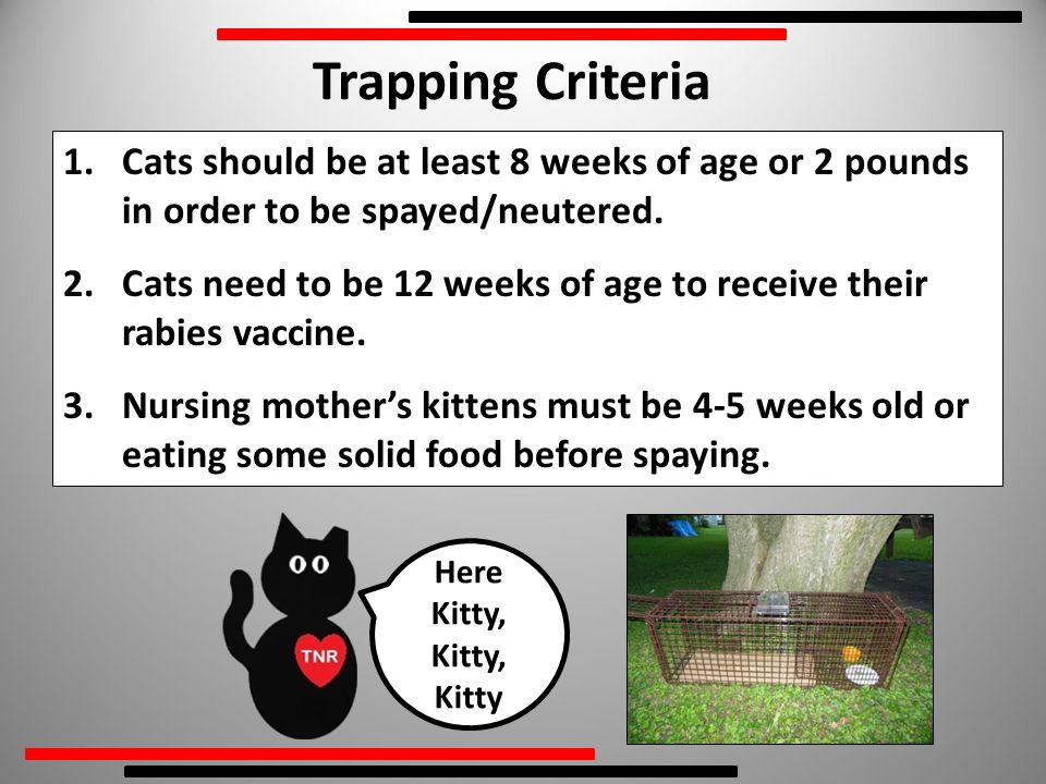 1.Cats should be at least 8 weeks of age or 2 pounds in order to be spayed/neutered.