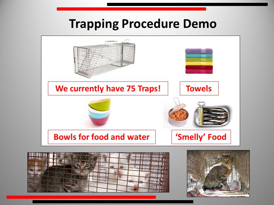 Trapping Procedure Demo We currently have 75 Traps!Towels Bowls for food and water‘Smelly’ Food