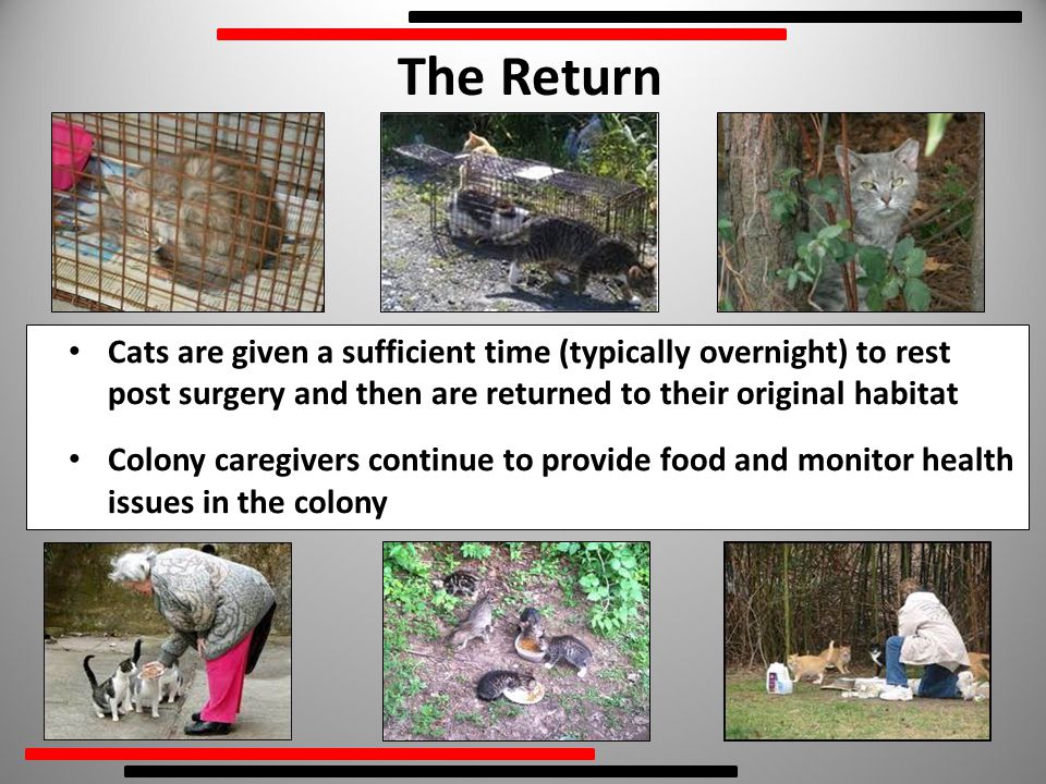 The Return Cats are given a sufficient time (typically overnight) to rest post surgery and then are returned to their original habitat Colony caregivers continue to provide food and monitor health issues in the colony